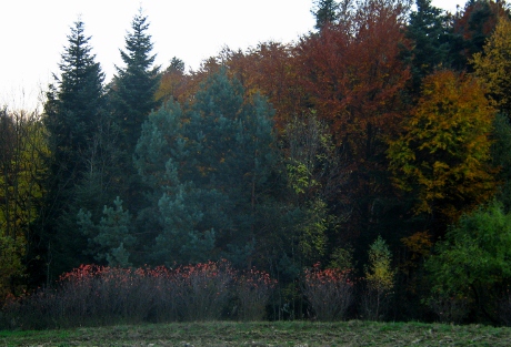 Kliknij na zdjęcie, żeby zobaczyć w pełnych wymiarach