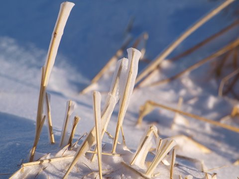 Kliknij na zdjęcie, żeby zobaczyć w pełnych wymiarach