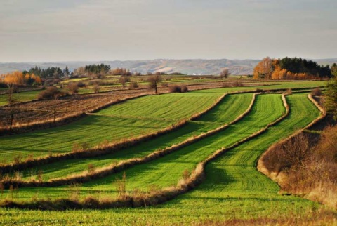 Kliknij na zdjęcie, żeby zobaczyć w pełnych wymiarach