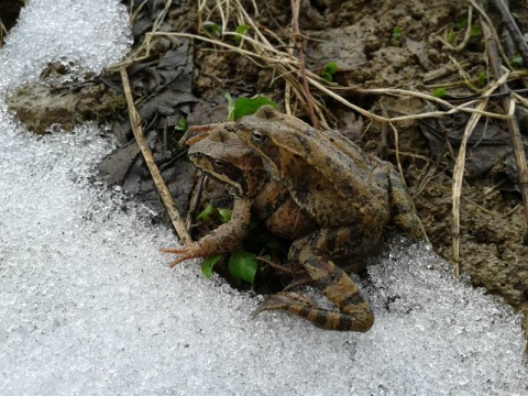 Kliknij na zdjęcie, żeby zobaczyć w pełnych wymiarach