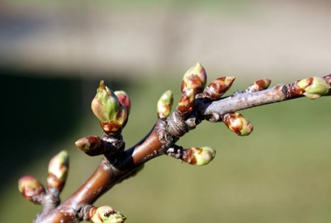 Kliknij na zdjęcie, żeby zobaczyć w pełnych wymiarach