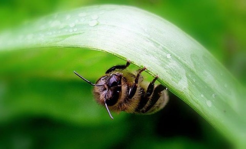 Kliknij na zdjęcie, żeby zobaczyć w pełnych wymiarach