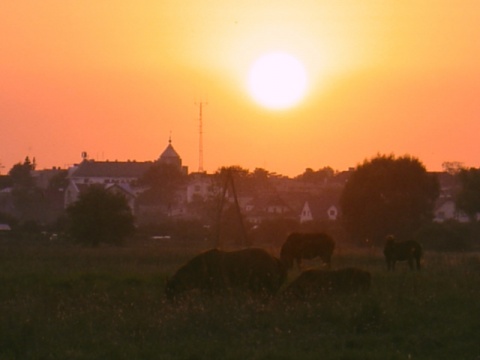 Kliknij na zdjęcie, żeby zobaczyć w pełnych wymiarach