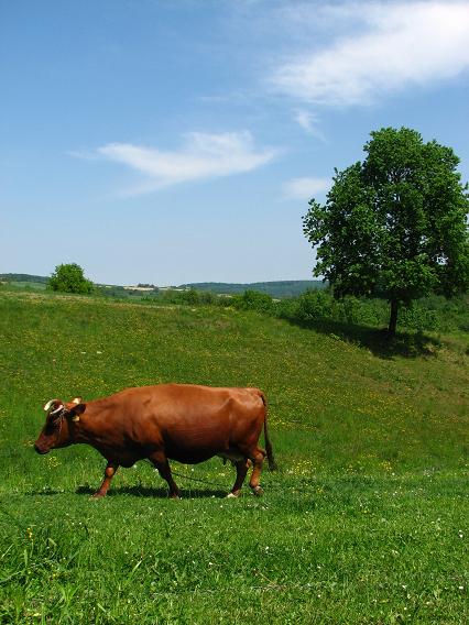 Kliknij na zdjęcie, żeby zobaczyć w pełnych wymiarach