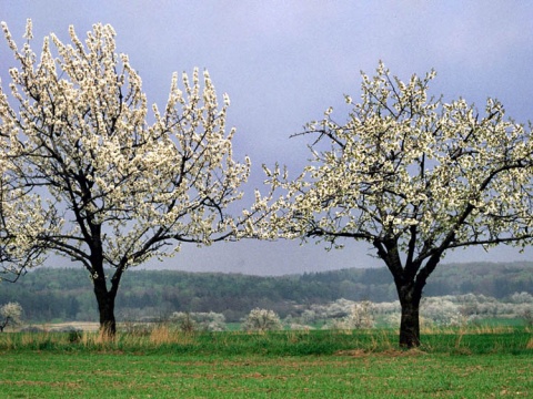 Kliknij na zdjęcie, żeby zobaczyć w pełnych wymiarach