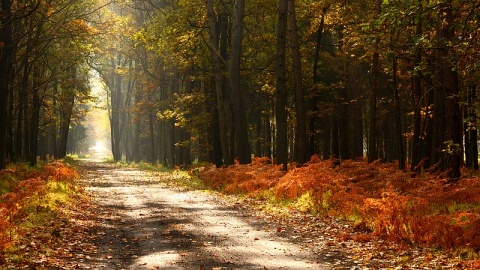 Kliknij na zdjęcie, żeby zobaczyć w pełnych wymiarach