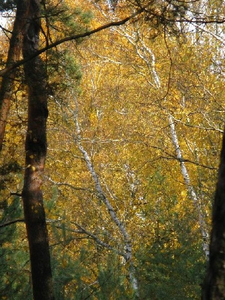 Kliknij na zdjęcie, żeby zobaczyć w pełnych wymiarach