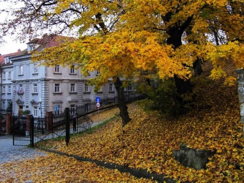 Kliknij na zdjęcie, żeby zobaczyć w pełnych wymiarach