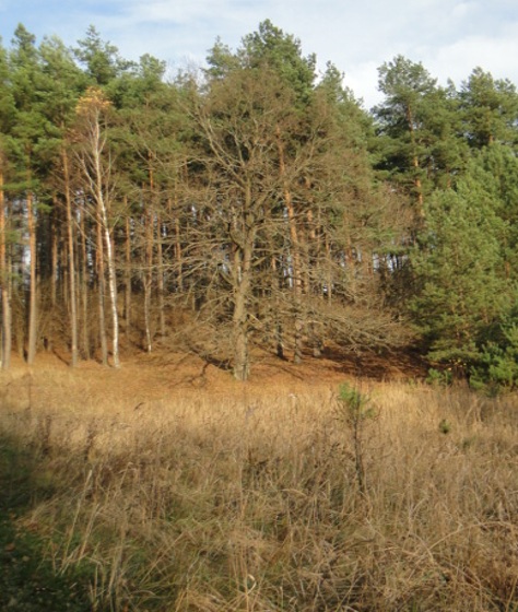 Kliknij na zdjęcie, żeby zobaczyć w pełnych wymiarach