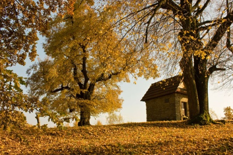 Kliknij na zdjęcie, żeby zobaczyć w pełnych wymiarach