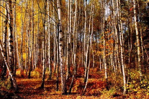 Kliknij na zdjęcie, żeby zobaczyć w pełnych wymiarach