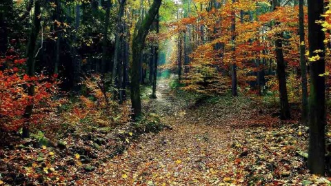 Kliknij na zdjęcie, żeby zobaczyć w pełnych wymiarach