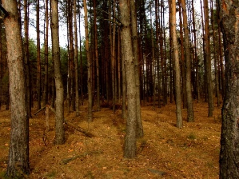 Kliknij na zdjęcie, żeby zobaczyć w pełnych wymiarach