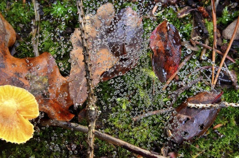 Kliknij na zdjęcie, żeby zobaczyć w pełnych wymiarach