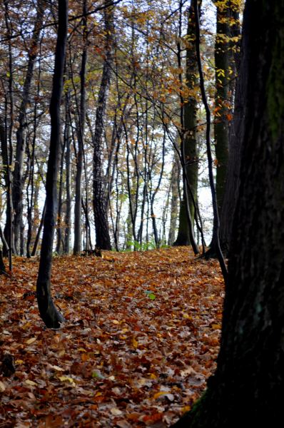 Kliknij na zdjęcie, żeby zobaczyć w pełnych wymiarach