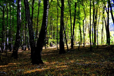 Kliknij na zdjęcie, żeby zobaczyć w pełnych wymiarach