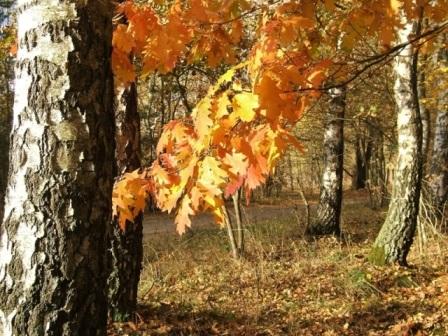 Kliknij na zdjęcie, żeby zobaczyć w pełnych wymiarach