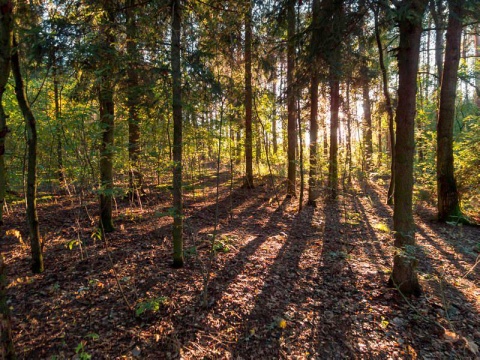 Kliknij na zdjęcie, żeby zobaczyć w pełnych wymiarach