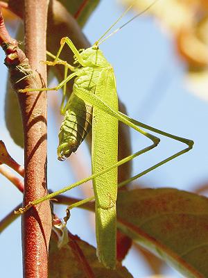 Kliknij na zdjęcie, żeby zobaczyć w pełnych wymiarach