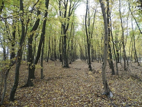 Kliknij na zdjęcie, żeby zobaczyć w pełnych wymiarach