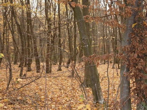 Kliknij na zdjęcie, żeby zobaczyć w pełnych wymiarach