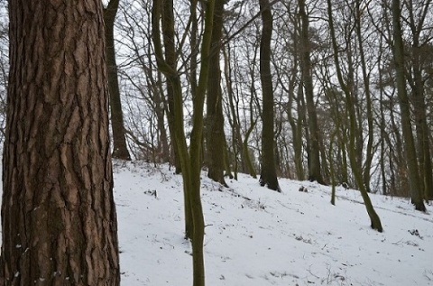 Kliknij na zdjęcie, żeby zobaczyć w pełnych wymiarach