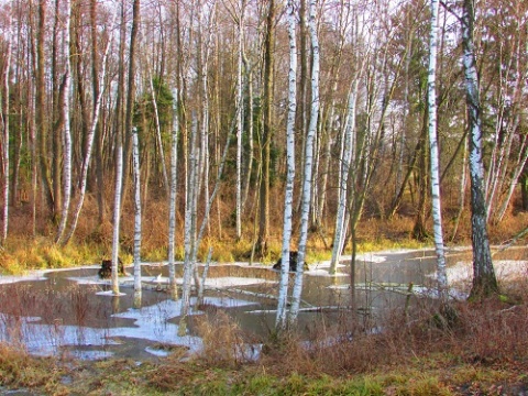 Kliknij na zdjęcie, żeby zobaczyć w pełnych wymiarach