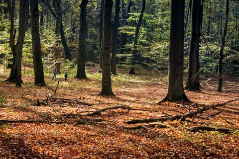 Kliknij na zdjęcie, żeby zobaczyć w pełnych wymiarach