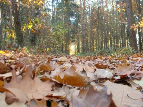 Kliknij na zdjęcie, żeby zobaczyć w pełnych wymiarach