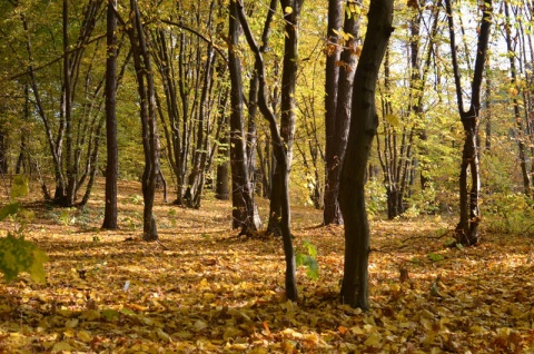 Kliknij na zdjęcie, żeby zobaczyć w pełnych wymiarach