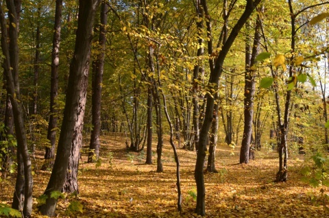 Kliknij na zdjęcie, żeby zobaczyć w pełnych wymiarach