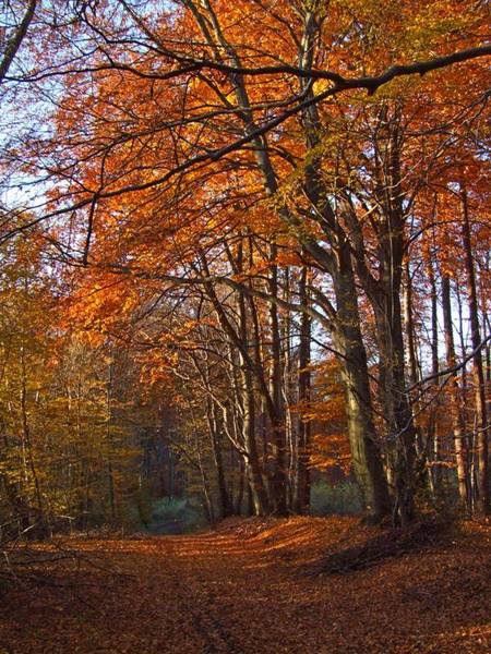 Kliknij na zdjęcie, żeby zobaczyć w pełnych wymiarach