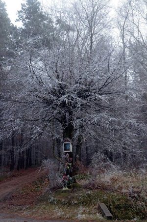 Kliknij na zdjęcie, żeby zobaczyć w pełnych wymiarach